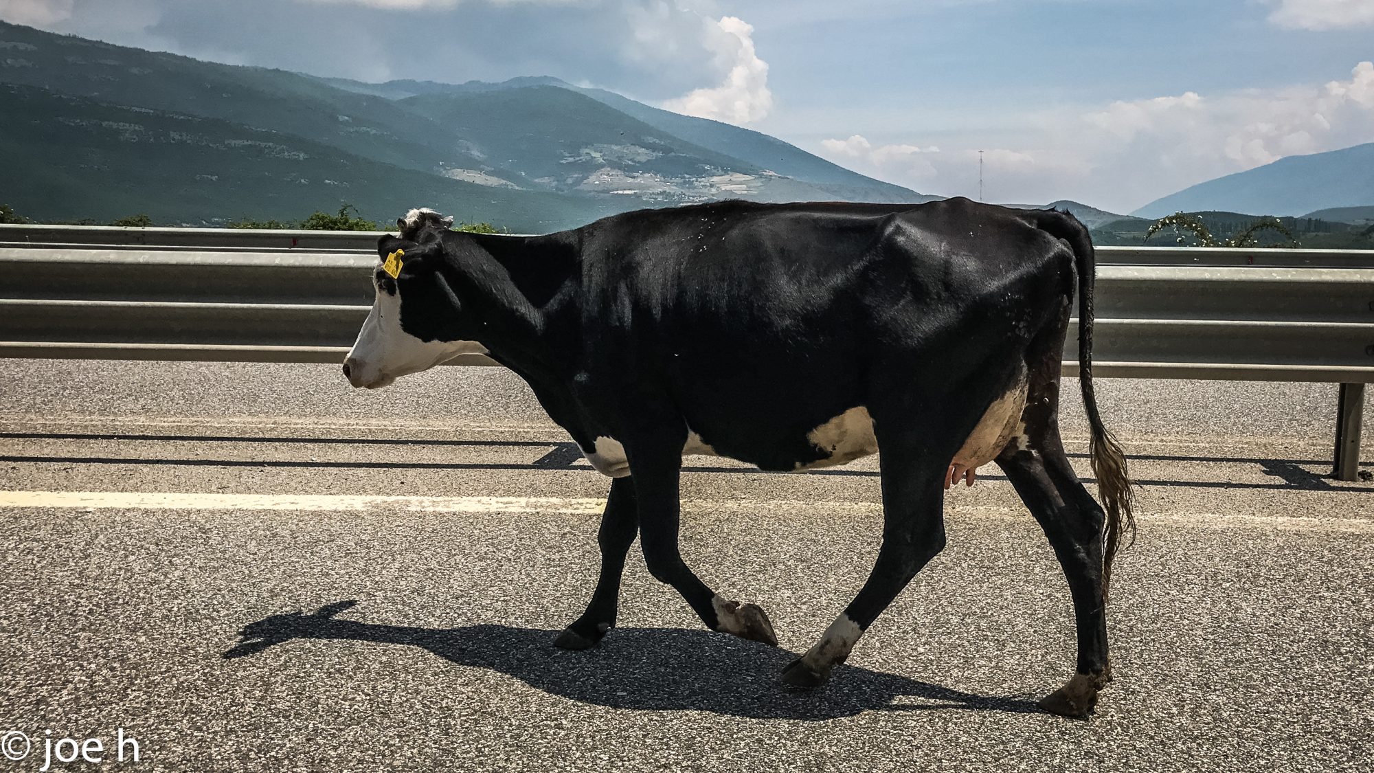 Geisterkuh auf der Autobahn bei Kukës